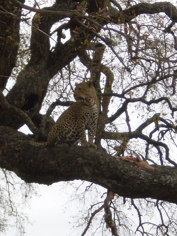 Manzini River House - Mjejane Private Game Reserve, Greater Kruger National Park Hectorspruit Extérieur photo
